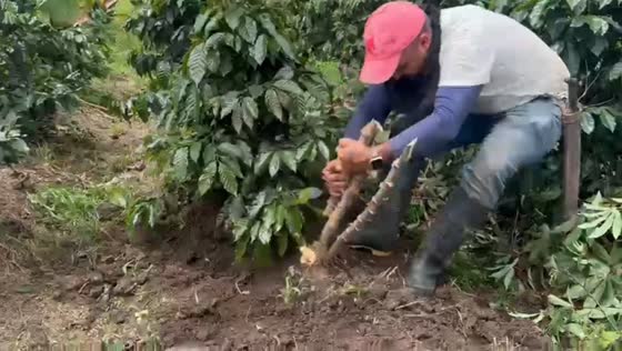 Man loses balance while pulling a plant in Bruselas, Colombia