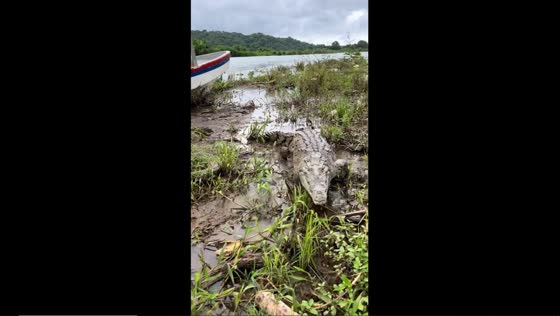 Intense moment as crocodile approaches tour boat operator on Tárcoles River, Costa Rica