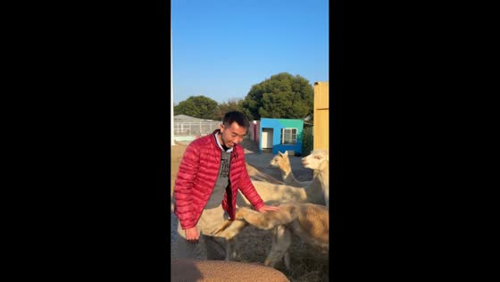 Man startled by playful alpaca kick in Guangdong, China