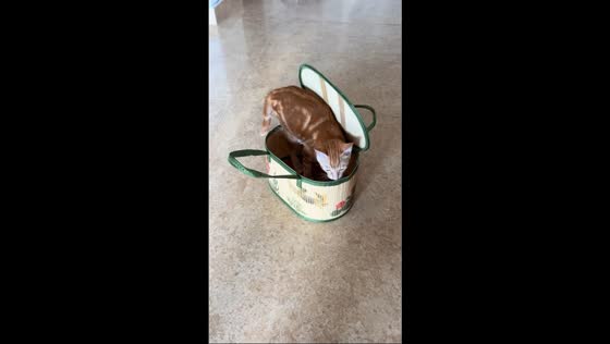 Playful cat hides inside pouch bag in Guangdong, China