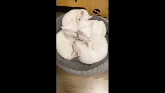 Four cats squeeze into one bed in Shandong, China