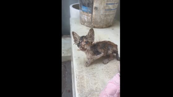 Rescue in Canggu: kitten saved from drowning