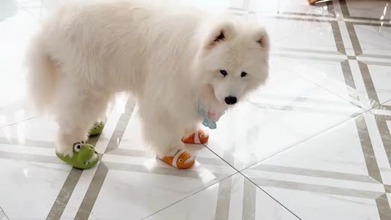 Dog walking in slippers in Guangdong, China