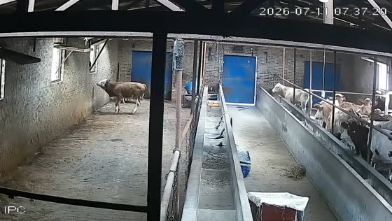 Cow squeezes through window in attempted escape from holding area in Shanxi, China