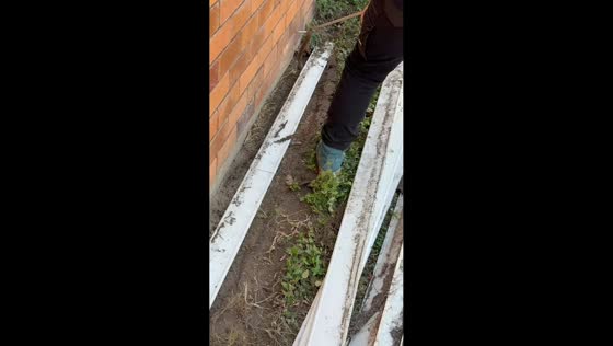 Snake catcher safely removes Eastern brown snake from backyard in Rockhampton, Australia