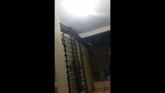  Python spotted in Cebu City home
