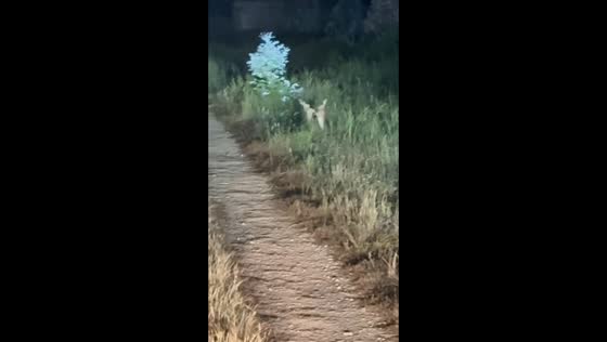 Hares hopping in the countryside in Uruguay,