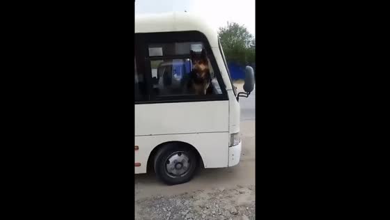 Unleashed shepherd takes the wheel: dog holds bus hostage in Rostov's Staraya Stanitsa