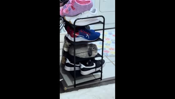 Bunny mistaken for fluffy slipper while sitting on shoe rack in Tampa, Florida, USA