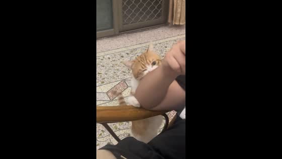 Cat gently bites owner’s hand to seek attention in Guangdong, China