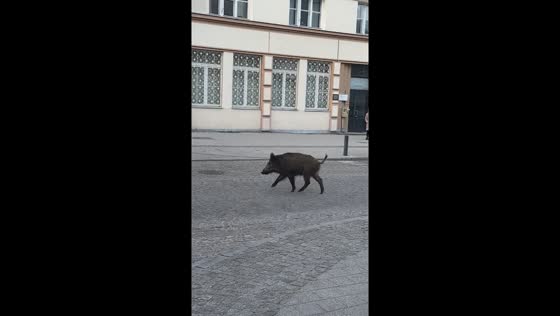 Wild pig roams streets of Gdynia, Poland