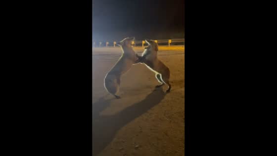 Two foxes fight over sausage in Vladivostok