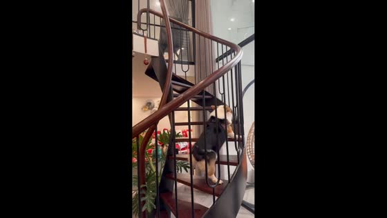 Corgi dog slips while walking upstairs in Hung Yen, Vietnam