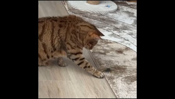 Bengal cat curiously plays with dragonfly at Rockaway Beach, New York, USA