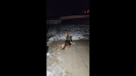 Excited dog slips on snowy walkway in Lincoln, North Dakota, USA