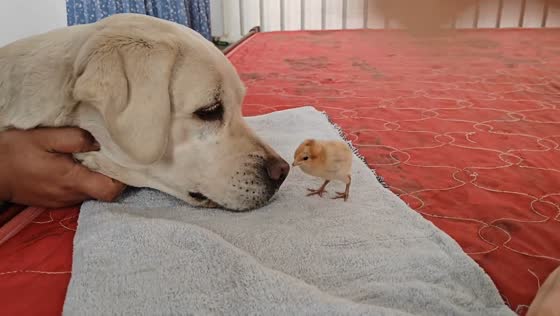 Owner stops dog from biting chick in Hebei, China