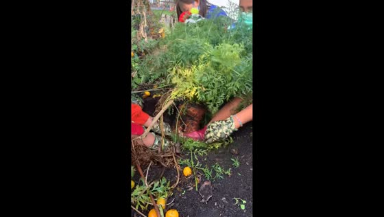 First graders uncover giant carrot in Lompoc, California