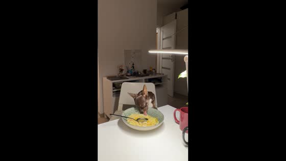 Dog sneaks a snack from the table in Warsaw, Poland