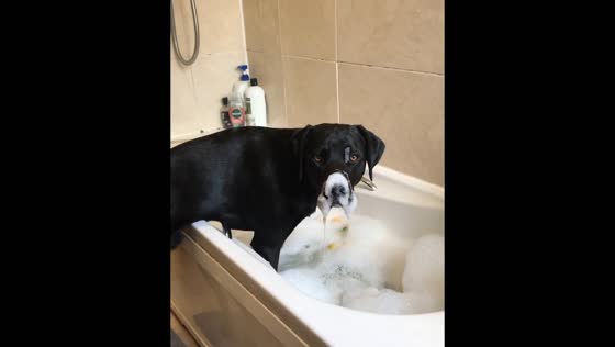 Dog enjoys bubble bath fun in Edinburgh