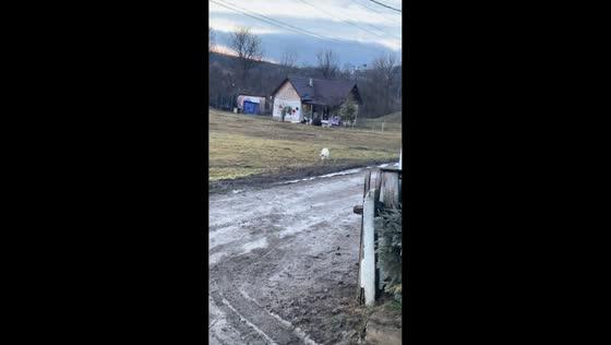 Pet pig excitedly responds to owner's call in Cluj-Napoca, Romania
