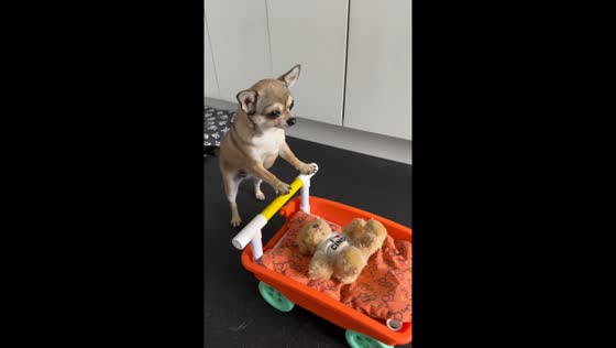 Chihuahua pushes teddy bear in toy pram in Stockton-on-Tees, UK
