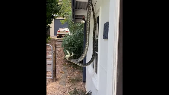 Snakes engage in fierce fight at Kin Kin window