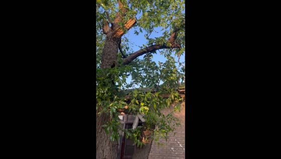 Cat carries a date fruit down from a tree to its owner in Shanxi, China