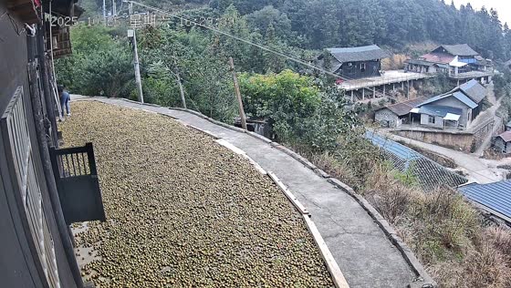 Woman accidentally slips near drying areca nuts in Hunan, China