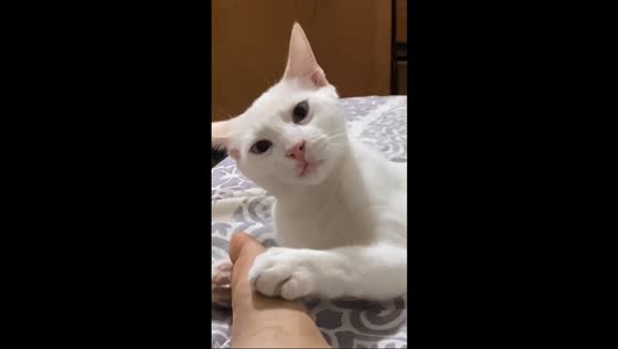 White cat pauses play to stare at the camera in Monterrey, Mexico