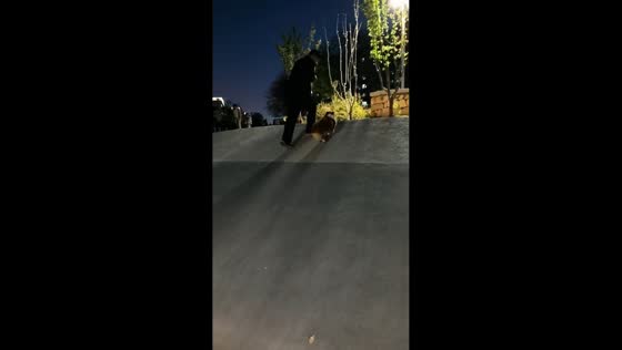 Corgi slides back down slope while chasing owner in Beijing, China