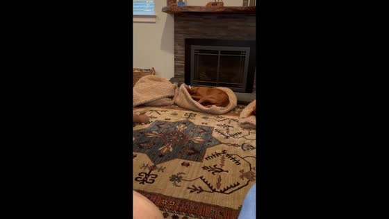 Vizsla dog curls into sleeping bag in Concord, California, USA