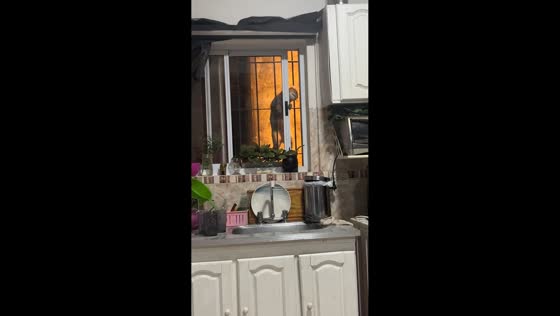 Sneaky cat slides open window and squeezes inside in Buenos Aires, Argentina