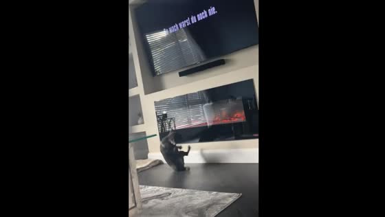 Dog gets spooked by TV scare in Offaly, Ireland