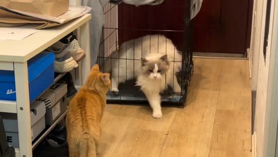 Ragdoll cat escapes cage while tabby watches in Sichuan, China