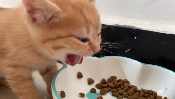 Kitten gags after sniffing food in Henan, China
