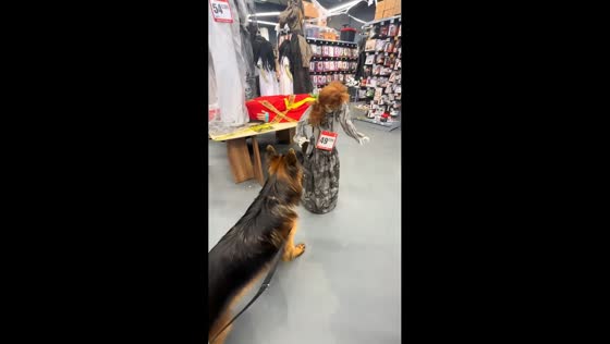 German Shepherd gets startled by moving Halloween witch decoration in Halluin, France