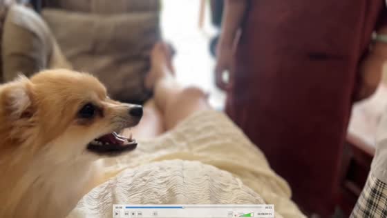 Loyal puppy protects pregnant owner in Anhui Province, China