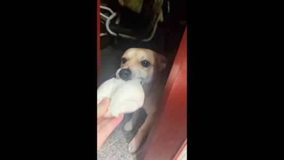 Playful dog eagerly grabs food during feeding time in Shandong, China