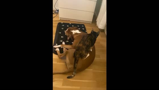 Cat Zoey gives dog Nil a massage