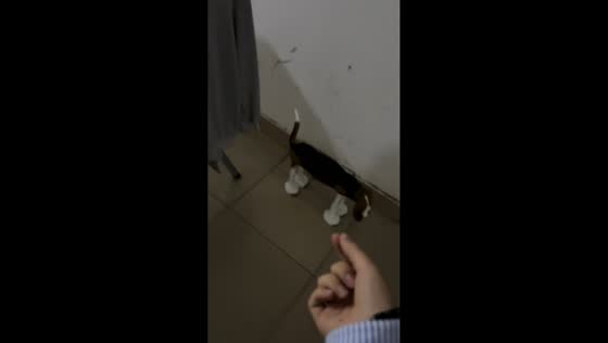 Woman mistakes dog-shaped stool for real dog in hallway in Hunan, China