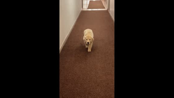  Playful dog acts like a predator in Chicago, Illinois, USA