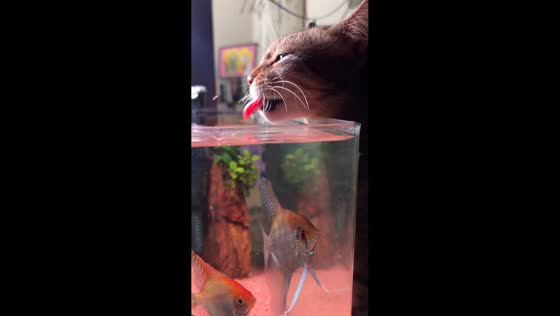 Cat casually drinks from aquarium in Kochi, India