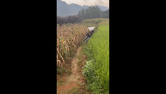 Man carrying heavy sack loses balance and falls into rice field in Guangxi, China