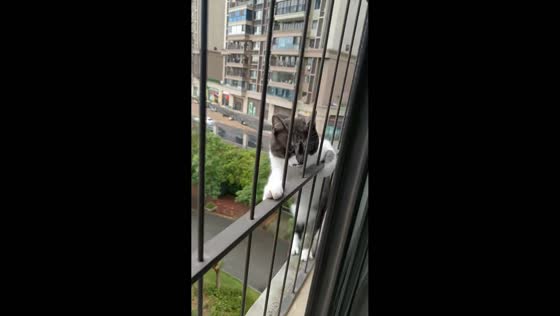 Cat squeezes through window guards to get inside home in Guangxi, China