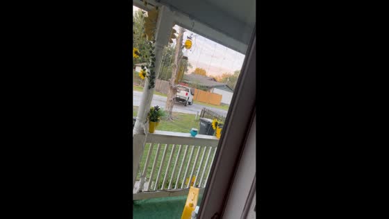 Funny failed attempt to pull down a tree with a car in New Iberia, USA