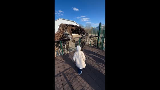 Giraffe playfully reaches for food from toddler in Odesa, Ukraine