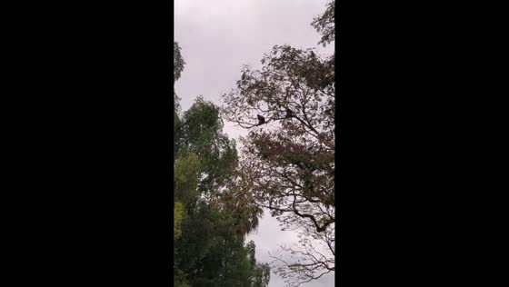 Monkeys leap from tall tree to small tree in Taiping, Malaysia