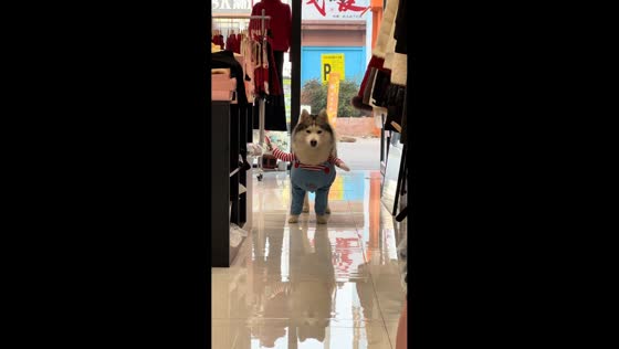 Husky in costume waddles through store in Shandong, China