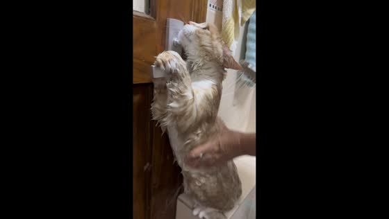 Cat protests bath under the shower in Tianjin, China