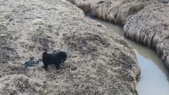 Tibetan Mastiff puppy falls into muddy canal during brave jump attempt in Sichuan, China